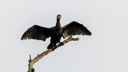 cormorant bird with spread wings perched on a branch