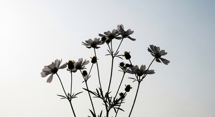 Silhouette of delicate cosmos flowers against a bright, soft sky, highlighting their graceful forms and natural beauty.