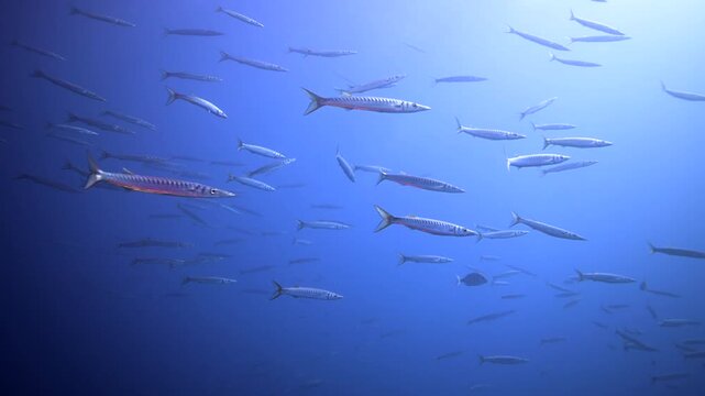Small Baracudas Underwater in Gran Canaria - Scuba Diving in the Canary IslandsSmall Baracudas Underwater in Gran Canaria - Scuba Diving in the Canary Islands