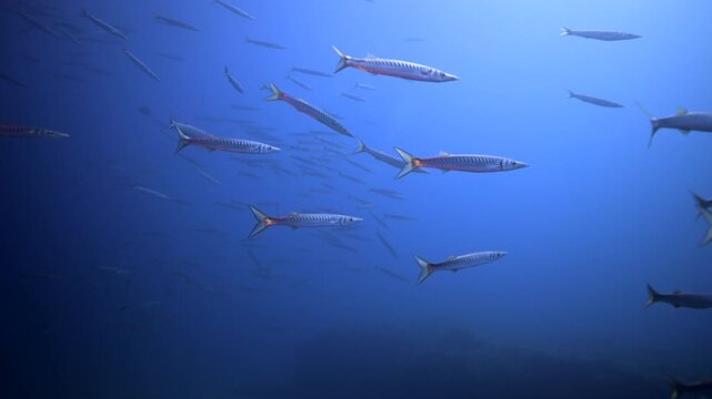 Small Baracudas Underwater in Gran Canaria - Scuba Diving in the Canary IslandsSmall Baracudas Underwater in Gran Canaria - Scuba Diving in the Canary Islands