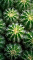Obraz premium Close-Up View of Cactus Patterns with Shallow Depth of Field Highlighting Clean Green Thorns and Texture in Natural Light