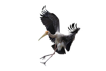 Beautiful flying Painted Stork isolated on transparent background png file  © Passakorn