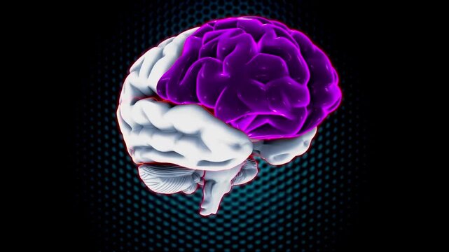 3D Human Brain Anatomy Highlighted Lobes Animation Rotating