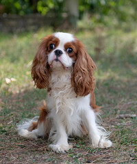 cavalier king charles