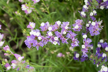 Obraz premium Beautiful wavyleaf sea lavender (limonium sinuatum) flowers.