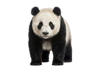 Obraz premium Giant panda standing, front view, isolated on transparent background (PNG)