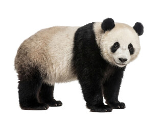 Giant panda standing, side view, isolated on transparent background (PNG) © Trixy