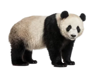 Fotobehang Panda Giant panda standing, side view, isolated on transparent background (PNG)  © Trixy