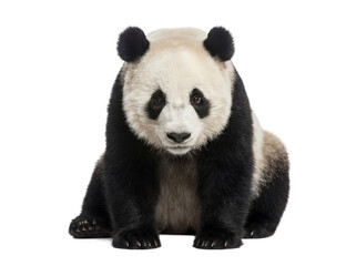 Giant panda sitting, front view, isolated on transparent background (PNG) © Trixy