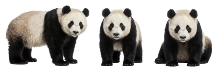 Fotobehang Panda Giant panda isolated on transparent background  © Trixy