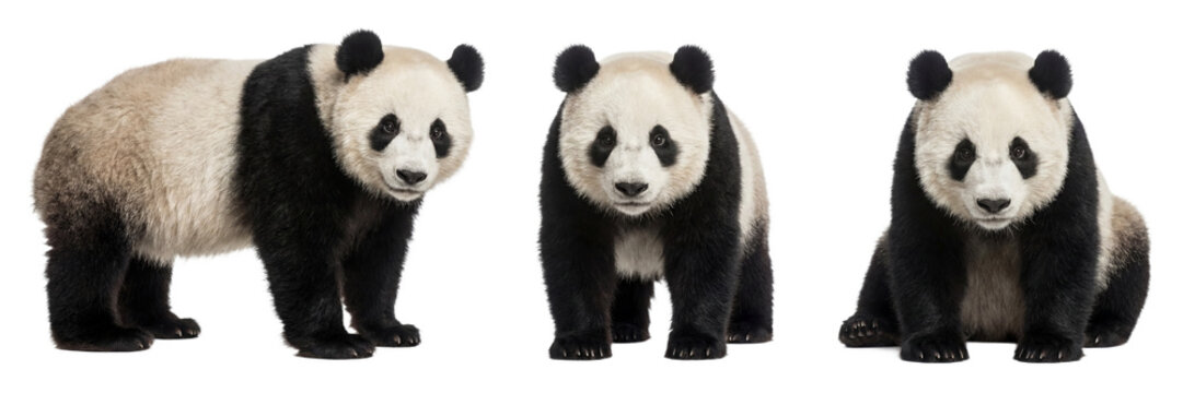 Giant panda isolated on transparent background
