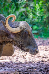 A close-up of a water buffalo in its natural habitat, showcasing its textured skin and prominent horns.