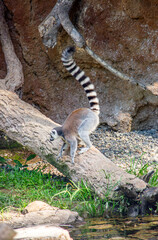 Fototapeta premium A ring-tailed lemur walking on a log in Ukumarí Park, Risaralda, Colombia. Showcasing wildlife conservation and natural habitat.