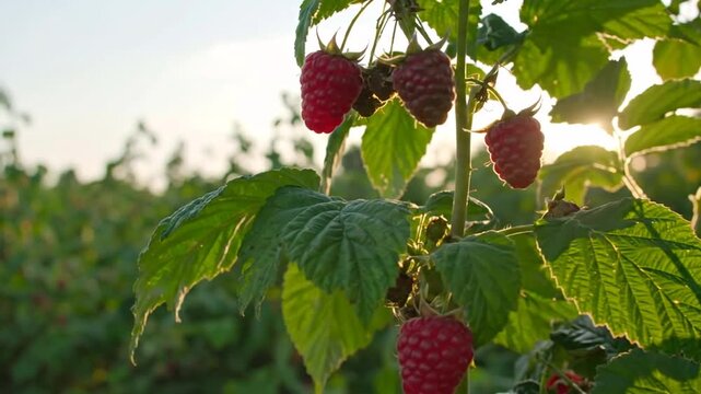Close-up of a raspberry bush, backlit by the sun, showcasing ripe red berries and lush green leaves