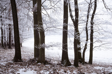 Winter forest with tall tree trunks covered in fresh snow, quiet woodland scenery and calm natural atmosphere during cold season.