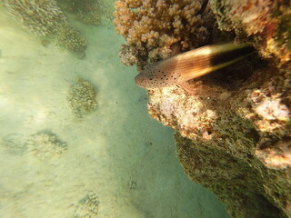 Paracirrhites forsteri, commonly known as the blackside hawkfish, is a reef-associated marine fish found in the Indo-Pacific region, including the Red Sea. It is easily recognized by its robust body, 