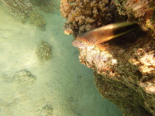 Paracirrhites forsteri, commonly known as the blackside hawkfish, is a reef-associated marine fish found in the Indo-Pacific region, including the Red Sea. It is easily recognized by its robust body, 