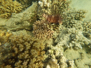 The lionfish (Pterois volitans) is a striking marine fish native to the Indo-Pacific region, known for its bold striped coloration and long, venomous fin spines. It inhabits coral reefs and rocky area