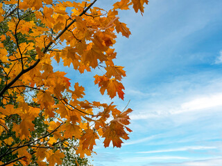 Golden maple foliage against the blue sky. Natural autumn background with maple branches and leaves. Copy space.