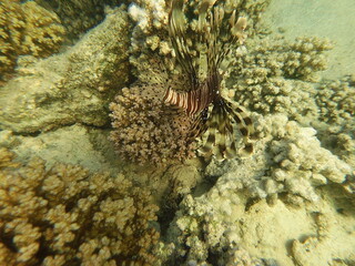 The lionfish (Pterois volitans) is a striking marine fish native to the Indo-Pacific region, known for its bold striped coloration and long, venomous fin spines. It inhabits coral reefs and rocky area