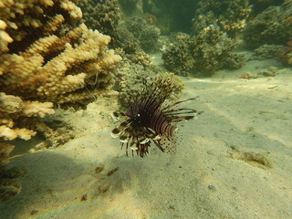 The lionfish (Pterois volitans) is a striking marine fish native to the Indo-Pacific region, known for its bold striped coloration and long, venomous fin spines. It inhabits coral reefs and rocky area
