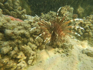 The lionfish (Pterois volitans) is a striking marine fish native to the Indo-Pacific region, known for its bold striped coloration and long, venomous fin spines. It inhabits coral reefs and rocky area
