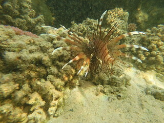 The lionfish (Pterois volitans) is a striking marine fish native to the Indo-Pacific region, known for its bold striped coloration and long, venomous fin spines. It inhabits coral reefs and rocky area