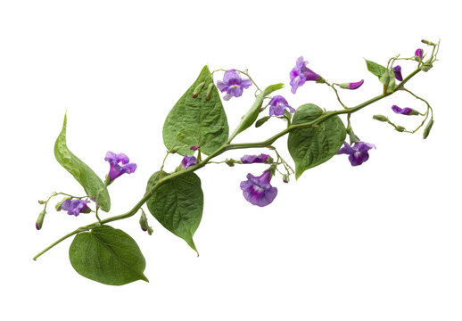 A vine with small, purple flowers and green leaves extends diagonally across the image