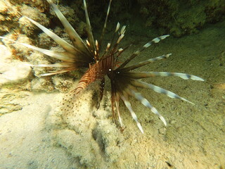 The lionfish (Pterois volitans) is a striking marine fish native to the Indo-Pacific region, known for its bold striped coloration and long, venomous fin spines. It inhabits coral reefs and rocky area