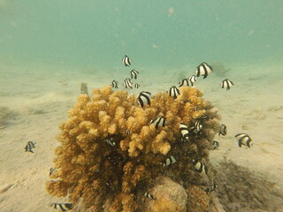 The scleractinian coral Pocillopora verrucosa provides essential structural shelter for the humbug damselfish Dascyllus aruanus in Indo-Pacific reef systems. Its dense, branching morphology creates co © Michaela Holubová