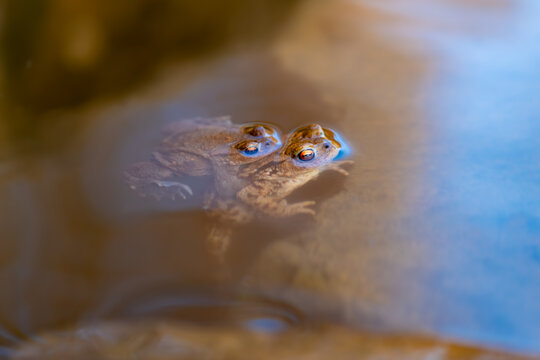 Two common toads (Bufo bufo) ready to mate swim closely entwined in a pond in the Sauerland region. After the arduous and dangerous migration to the spawning grounds in spring, the male does not let g