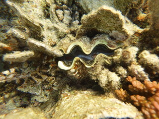 The maxima clam Tridacna maxima also known as the small giant clam, is a species of bivalve mollusc found throughout the Indo-Pacific region. They are much sought after in the aquarium trade © Michaela Holubová