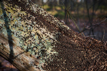 Obraz premium Large colony of ants (Lasius fuliginosus) on an old, moss-covered tree trunk in a sunny forest.