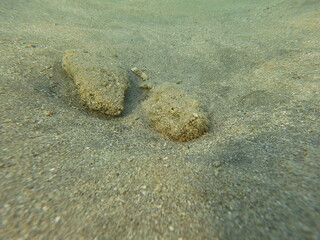 Scorpaenopsis diabolus, commonly known as the devil scorpionfish, is a venomous marine fish found in the Indo-Pacific region. It is a master of camouflage, blending into coral reefs and rocky substrat