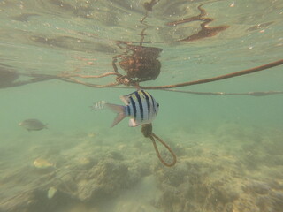 Abudefduf vaigiensis, commonly known as the Indo-Pacific sergeant or sergeant major, is a brightly colored reef fish widely distributed throughout the Indo-Pacific region, including the Red Sea and In
