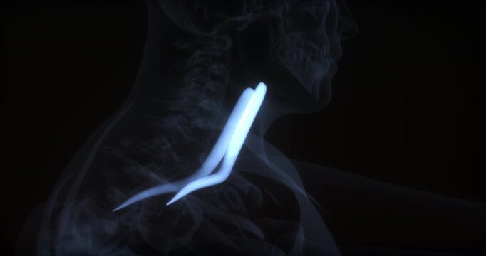 Omohyoid muscle in human body. X Ray. Loop
