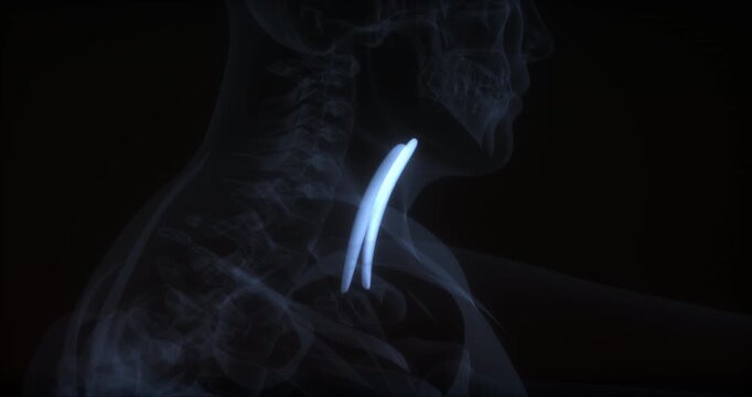 Sternohyoideus muscle in human body. X Ray. Loop