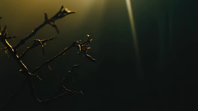 Bare tree branch outlines against a mystical golden light creating a dramatic chiaroscuro effect, symbolizing isolation and nature's resilience in a dark environment