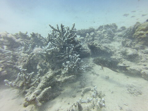 Observed interaction between the day octopus (Octopus cyanea) and the lyretail grouper (Variola louti), where the octopus hides within staghorn coral (Acropora) when approached, demonstrating adaptive