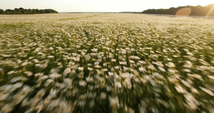 Blurred motion field of flowers.
