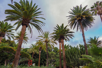 Obraz premium Palm Trees and Cacti in Lush Park Featuring Native Canary Islands Flora