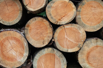 Freshly Cut Pine Firewood Logs in Evergreen Forest Close Up