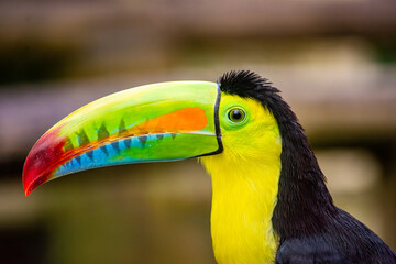 Obraz premium A vibrant toucan with a striking beak, showcasing the beauty of wildlife in Ukumarí Park, Pereira, Risaralda, Colombia.