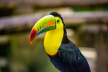 Obraz premium A vibrant toucan showcasing its bright yellow and green plumage in Ukumarí Park, Pereira, Risaralda, Colombia.