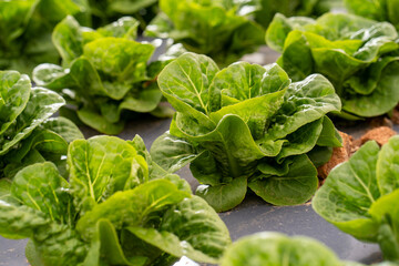 Fresh green crisp lettuce growing in an organic farm