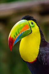 Obraz premium A vibrant toucan with a bright beak perched in Ukumarí Park, showcasing the beauty of Colombian wildlife and conservation efforts.