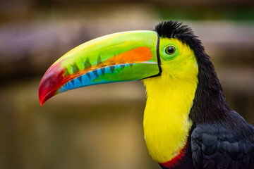 Obraz premium A vibrant toucan showcases its colorful bill in the lush surroundings of Ukumarí Park, Pereira, Risaralda, Colombia.