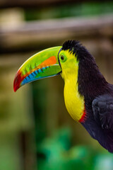 Obraz premium A vibrant toucan showcasing its striking beak and vivid feathers in Ukumarí, Pereira, Risaralda, Colombia.