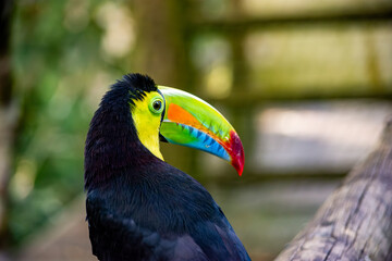 Obraz premium A vibrant toucan with a large, multicolored beak, showcasing its striking features in a lush outdoor setting in Pereira, Risaralda, Colombia.