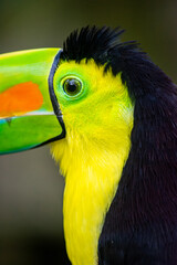 Obraz premium Vibrant close-up of a toucan showcasing its striking colors and features, native to Colombia's Ukumarí Park in Risaralda.
